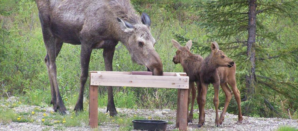 Denali Touch Of Wilderness B&B Healy Εξωτερικό φωτογραφία