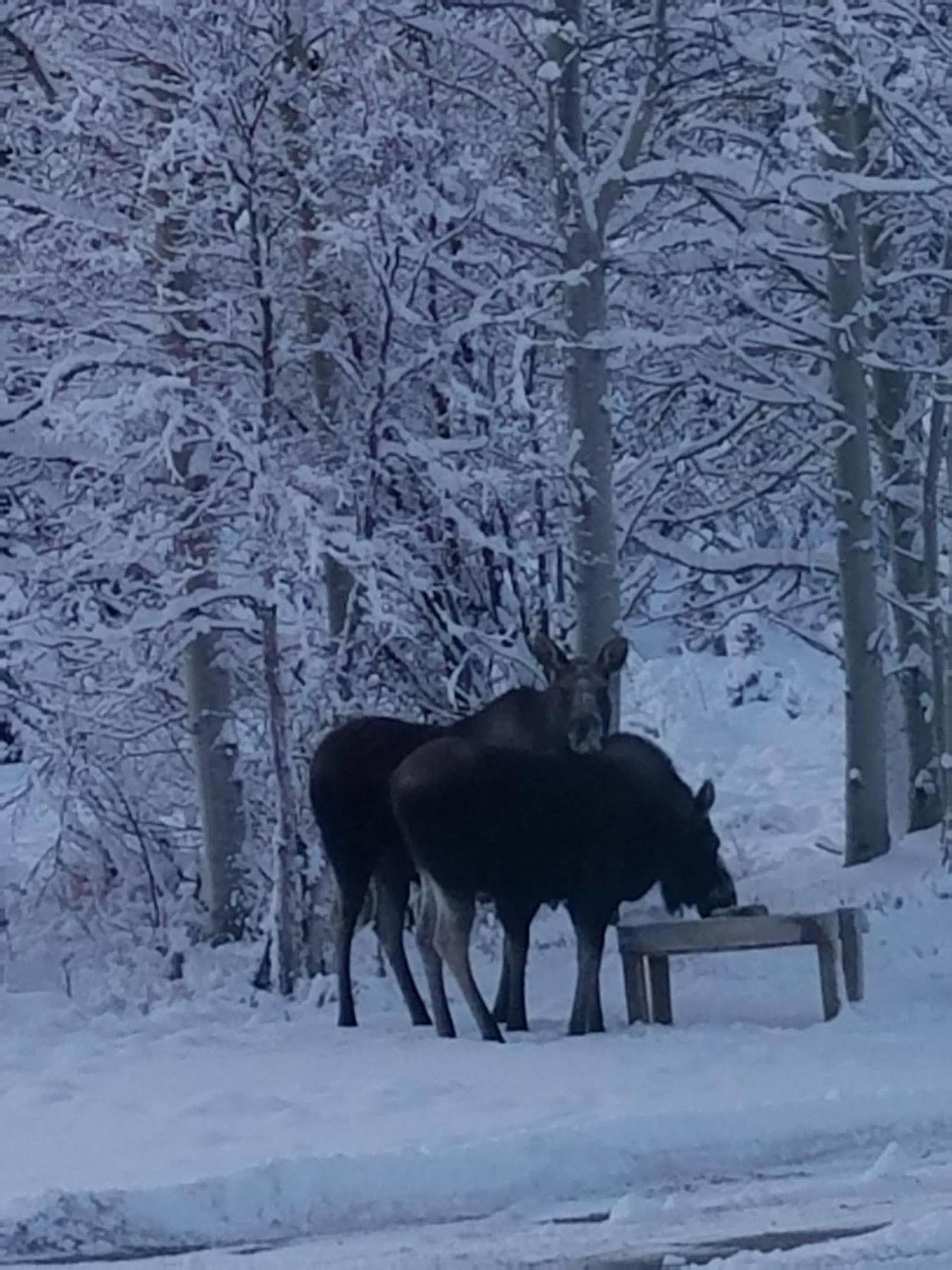 Denali Touch Of Wilderness B&B Healy Εξωτερικό φωτογραφία